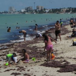 Quintana Roo. ¿Cuáles son las playas libres de sargazo hoy, lunes 2 de mayo de 2023?