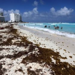 Quintana Roo. ¿Cuáles son las playas libres de sargazo hoy, martes 9 de mayo de 2023?