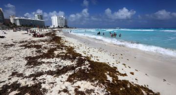 Quintana Roo. ¿Cuáles son las playas libres de sargazo hoy, jueves 4 de mayo de 2023?