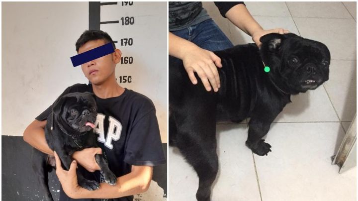 Detienen a hombre por robar un perro y agredir un policía en Tizimín