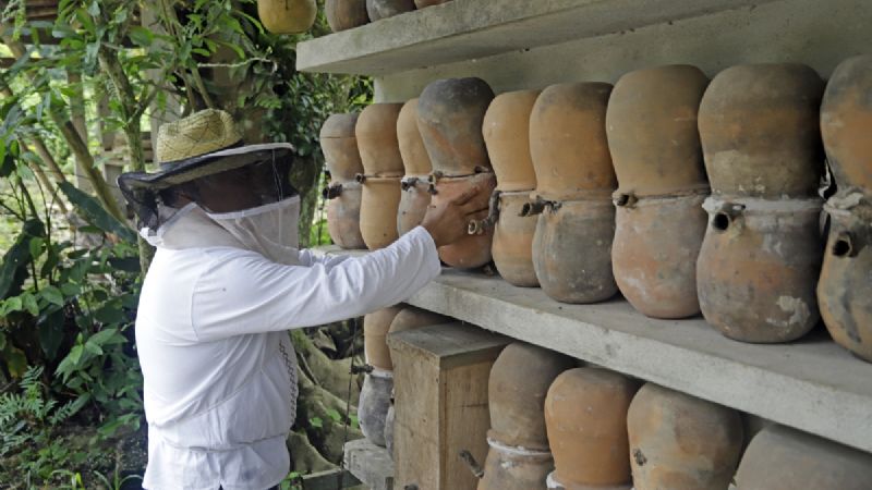 La producción de miel, única y llena de propiedades
